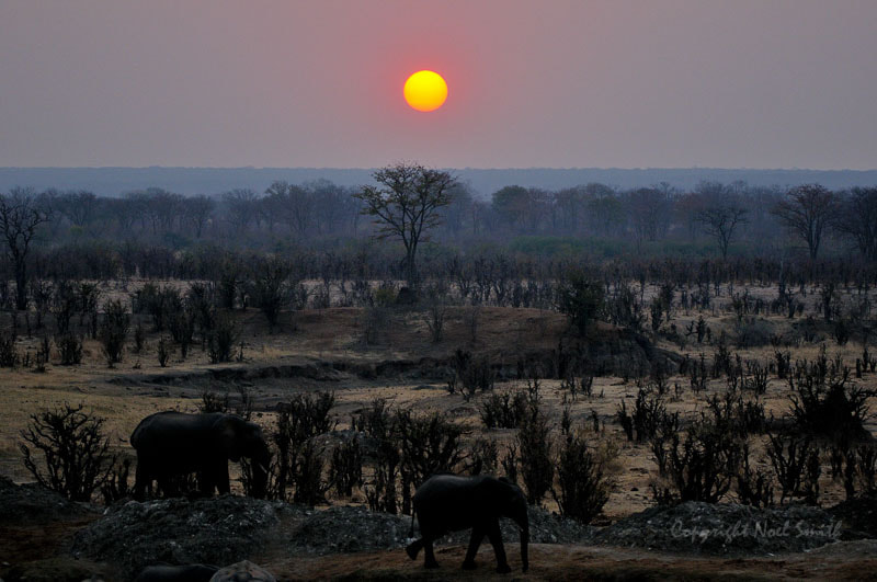 Sigma 120-300mm F2.8 EX DG HSM sample photo. Hwange zimbabwe _20130902_175921.jpg photography