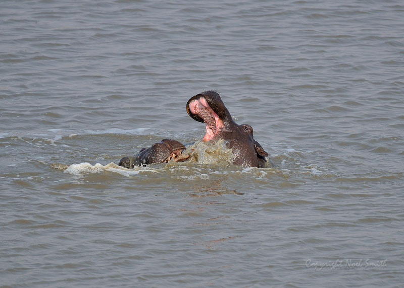 Nikon AF-S Nikkor 500mm F4D ED-IF II sample photo. Hwange zimbabwe _20130903_092002.jpg photography