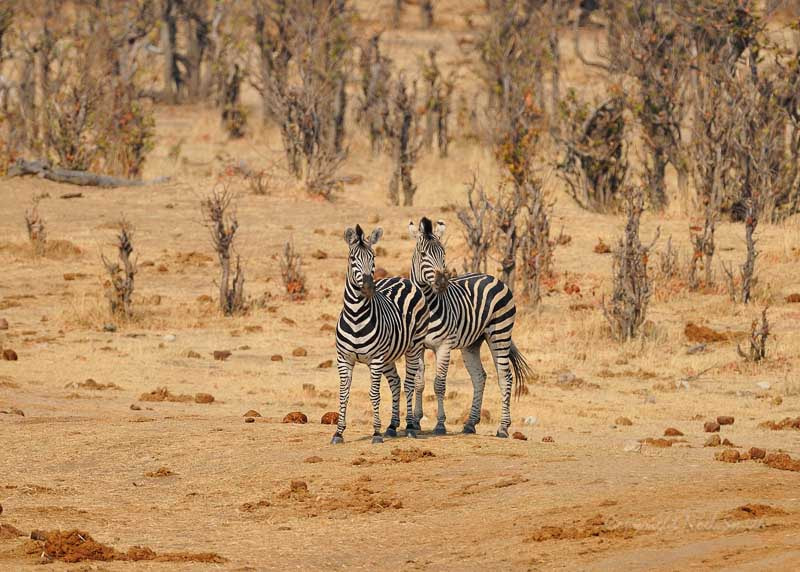 Nikon AF-S Nikkor 500mm F4D ED-IF II sample photo. Hwange zimbabwe _20130903_092104.jpg photography