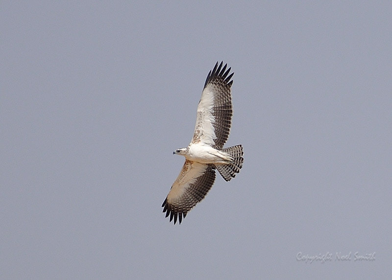 Nikon AF-S Nikkor 500mm F4D ED-IF II sample photo. Hwange zimbabwe _20130903_104941.jpg photography