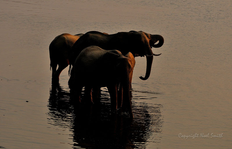 Sigma 120-300mm F2.8 EX DG HSM sample photo. Hwange zimbabwe _20130903_172318.jpg photography