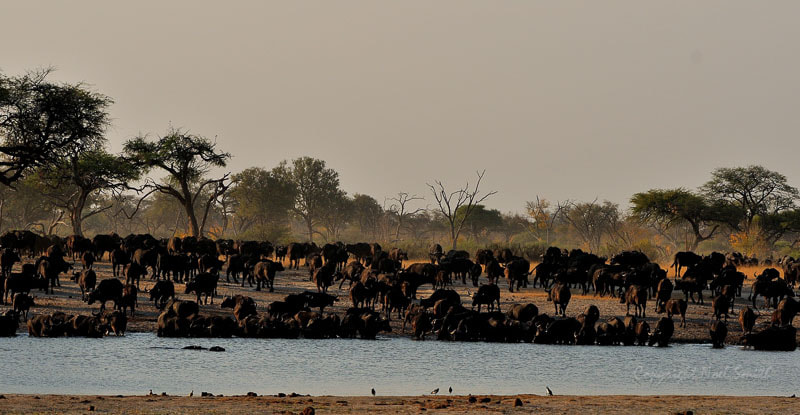 Sigma 120-300mm F2.8 EX DG HSM sample photo. Hwange zimbabwe _20130904_170604.jpg photography