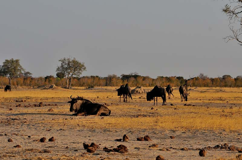 Sigma 120-300mm F2.8 EX DG HSM sample photo. Hwange zimbabwe _20130904_170644.jpg photography