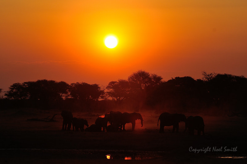 Sigma 120-300mm F2.8 EX DG HSM sample photo. Hwange zimbabwe _20130904_174926.jpg photography