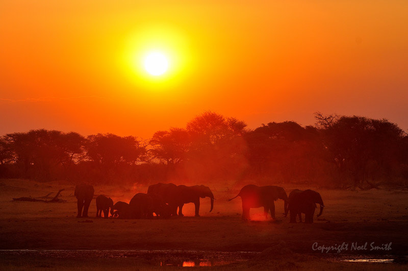 Sigma 120-300mm F2.8 EX DG HSM sample photo. Hwange zimbabwe _20130904_174934.jpg photography