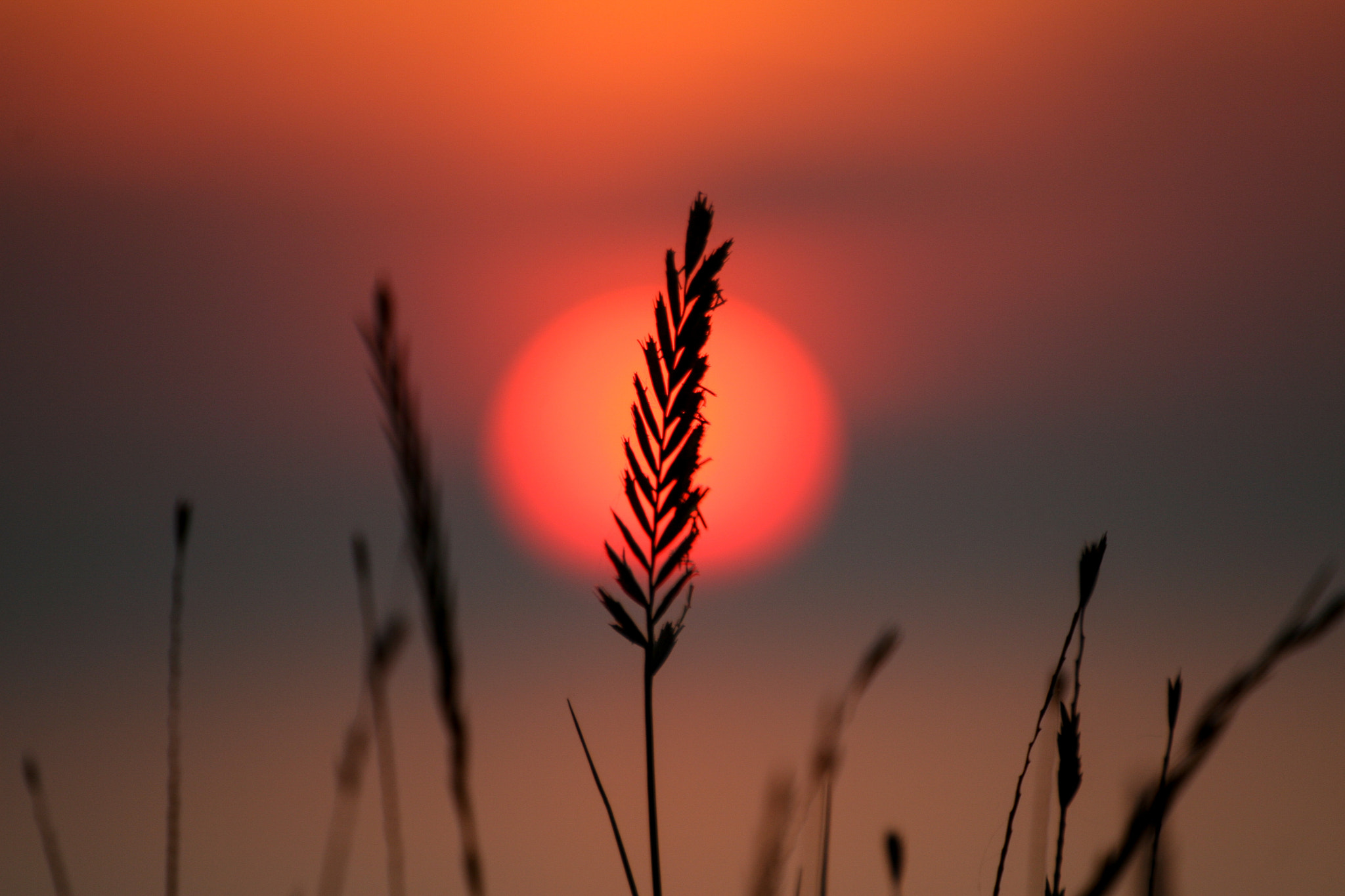 Canon EOS 30D sample photo. Sunset photography