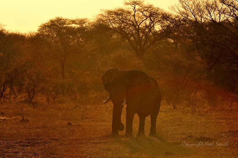 Sigma 120-300mm F2.8 EX DG HSM sample photo. Hwange zimbabwe _20130906_172451.jpg photography