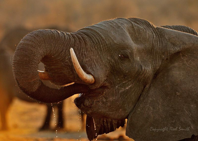Sigma 120-300mm F2.8 EX DG HSM sample photo. Hwange zimbabwe _20130906_172602.jpg photography