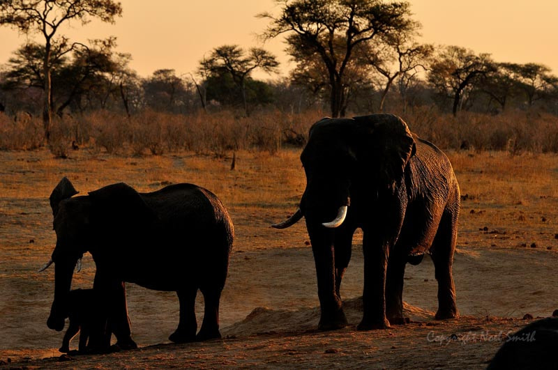 Sigma 120-300mm F2.8 EX DG HSM sample photo. Hwange zimbabwe _20130906_173815.jpg photography