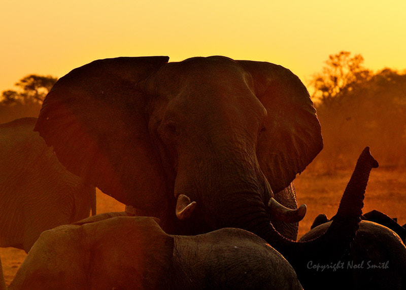 Sigma 120-300mm F2.8 EX DG HSM sample photo. Hwange zimbabwe _20130906_173857.jpg photography