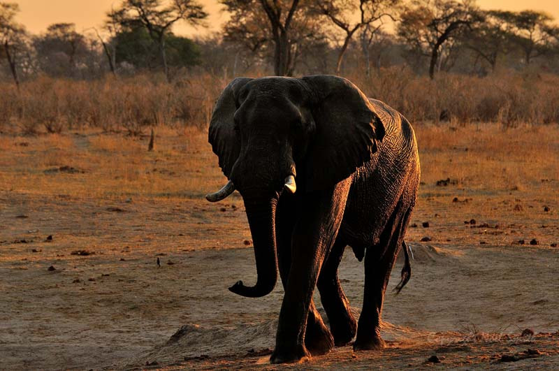 Sigma 120-300mm F2.8 EX DG HSM sample photo. Hwange zimbabwe _20130906_174058.jpg photography