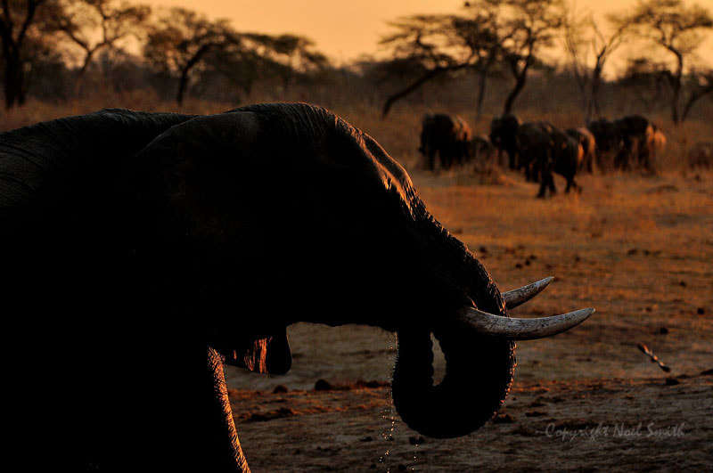 Sigma 120-300mm F2.8 EX DG HSM sample photo. Hwange zimbabwe _20130906_174205.jpg photography