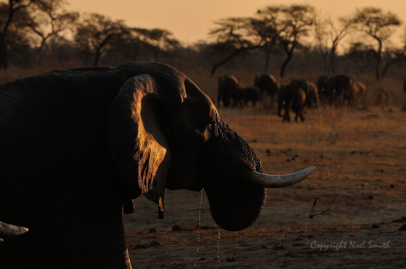 Sigma 120-300mm F2.8 EX DG HSM sample photo. Hwange zimbabwe _20130906_174207.jpg photography
