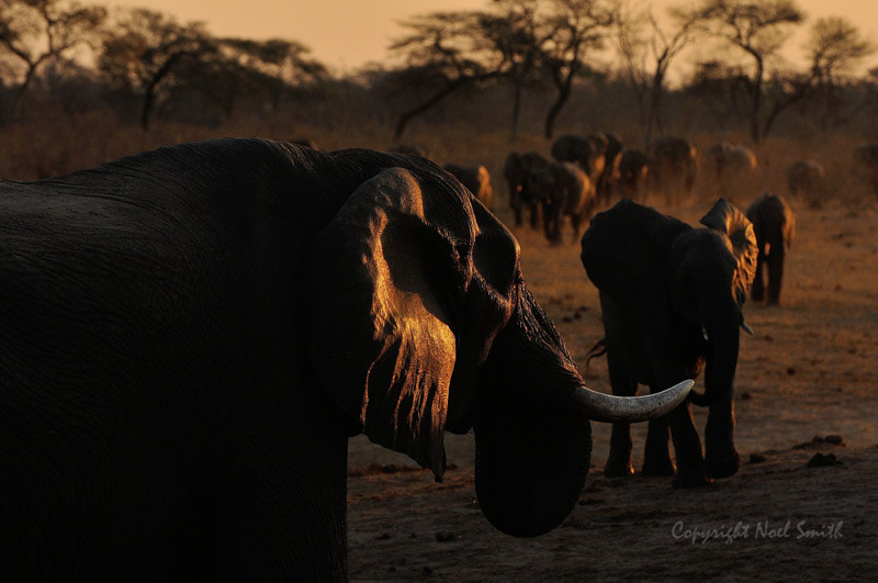 Sigma 120-300mm F2.8 EX DG HSM sample photo. Hwange zimbabwe _20130906_174220.jpg photography