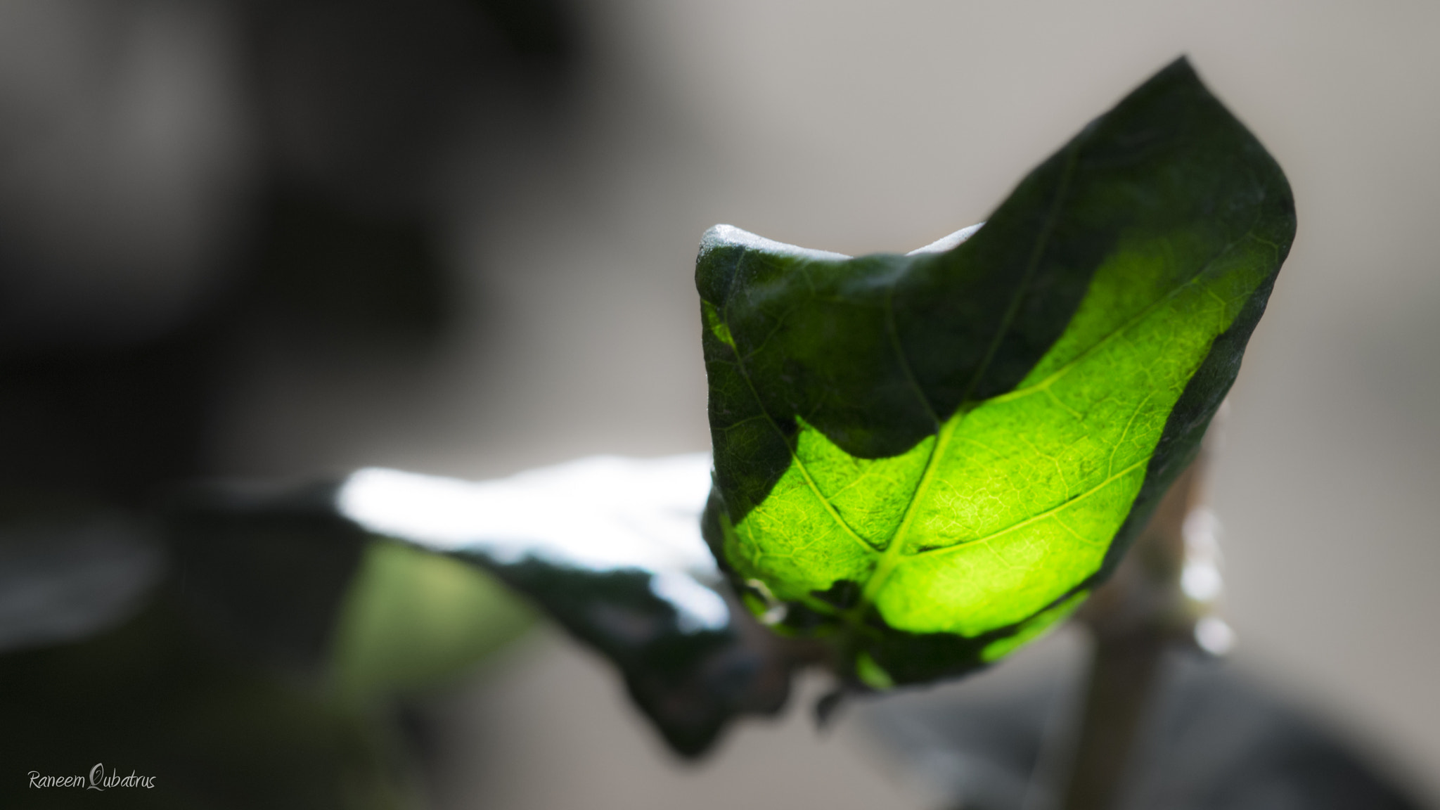 Olympus PEN E-PL5 sample photo. Sunshine photography