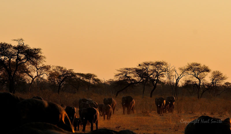Sigma 120-300mm F2.8 EX DG HSM sample photo. Hwange zimbabwe _20130906_174247.jpg photography