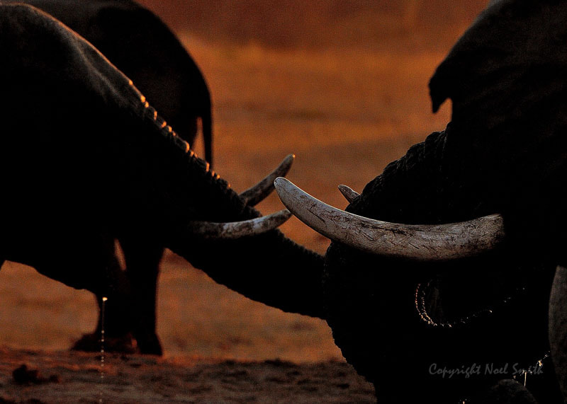 Sigma 120-300mm F2.8 EX DG HSM sample photo. Hwange zimbabwe _20130906_174439.jpg photography