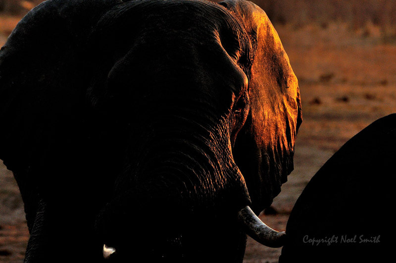 Sigma 120-300mm F2.8 EX DG HSM sample photo. Hwange zimbabwe _20130906_174519.jpg photography