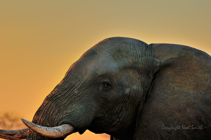 Sigma 120-300mm F2.8 EX DG HSM sample photo. Hwange zimbabwe _20130906_174707.jpg photography