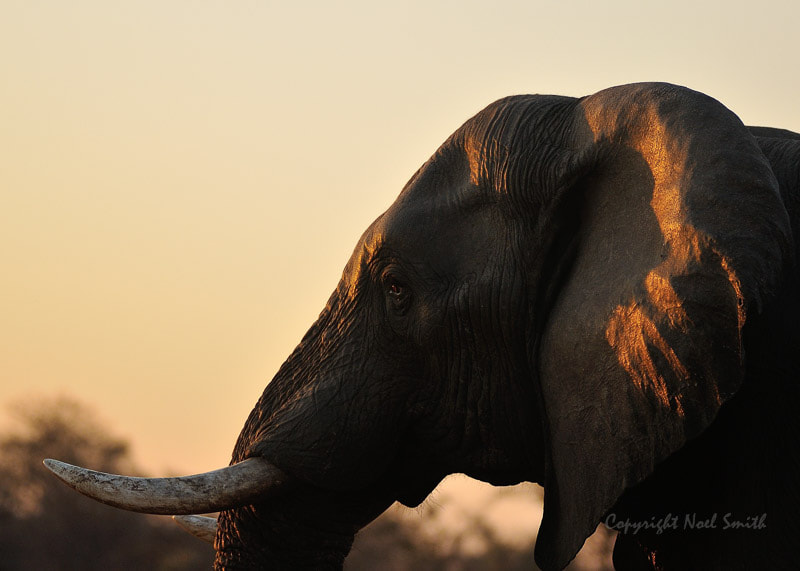 Sigma 120-300mm F2.8 EX DG HSM sample photo. Hwange zimbabwe _20130906_174710.jpg photography