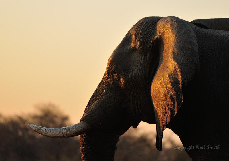 Sigma 120-300mm F2.8 EX DG HSM sample photo. Hwange zimbabwe _20130906_174711.jpg photography