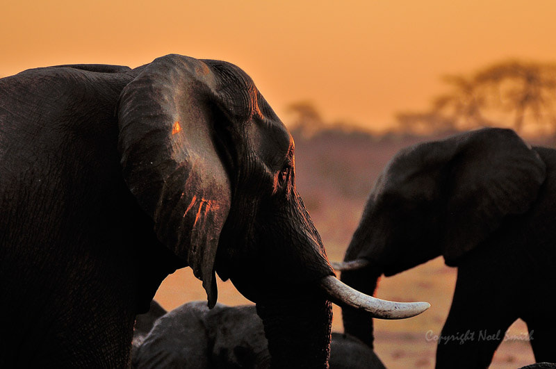 Sigma 120-300mm F2.8 EX DG HSM sample photo. Hwange zimbabwe _20130906_174843.jpg photography