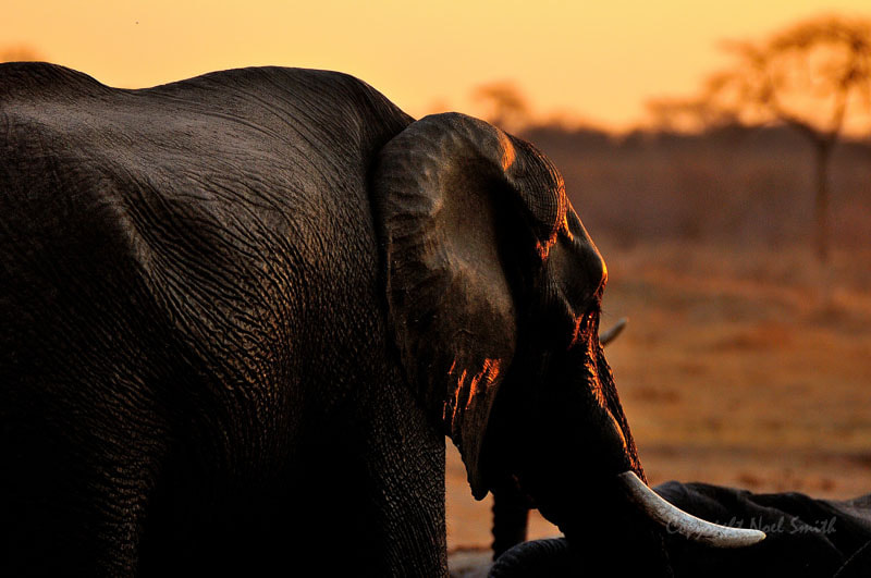 Sigma 120-300mm F2.8 EX DG HSM sample photo. Hwange zimbabwe _20130906_174909.jpg photography