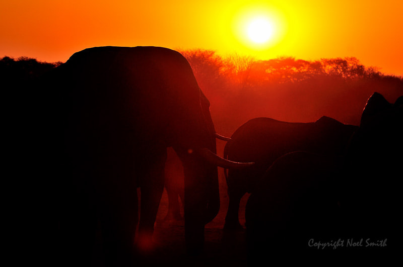 Sigma 120-300mm F2.8 EX DG HSM sample photo. Hwange zimbabwe _20130906_175217.jpg photography