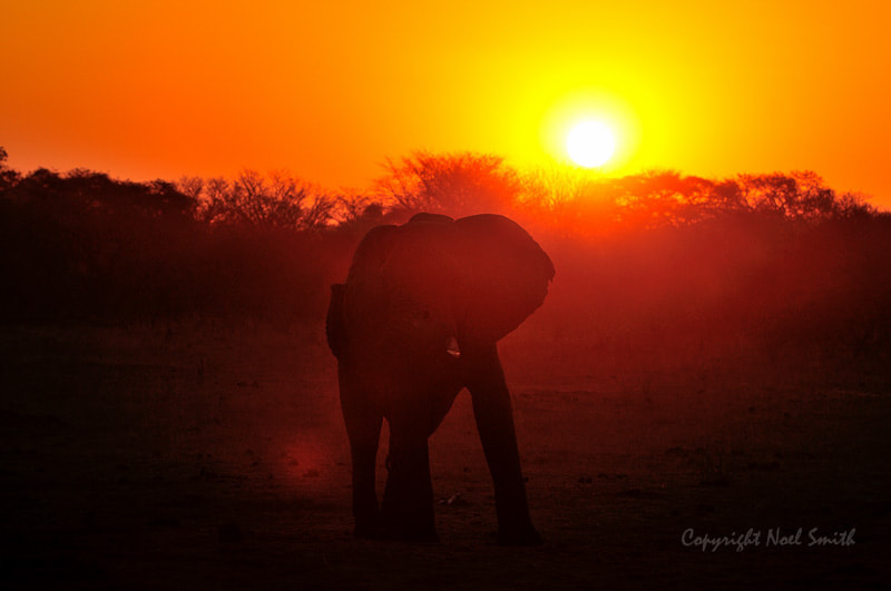 Sigma 120-300mm F2.8 EX DG HSM sample photo. Hwange zimbabwe _20130906_175356.jpg photography