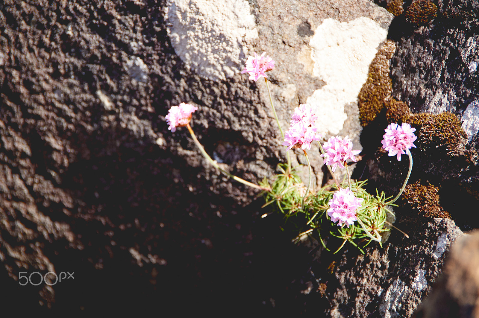 Sony DT 18-250mm F3.5-6.3 sample photo. Nature will always find a way photography