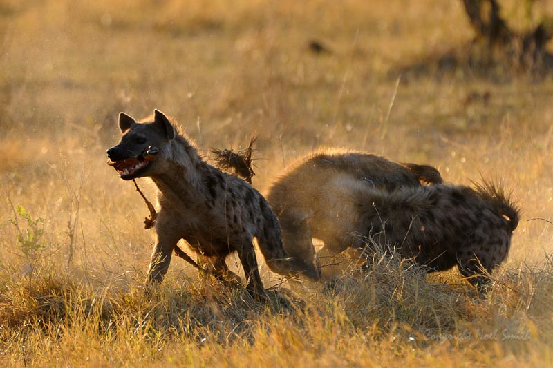 Sigma 120-300mm F2.8 EX DG HSM sample photo. Chobesavuti 2014_20141016_175407.jpg photography
