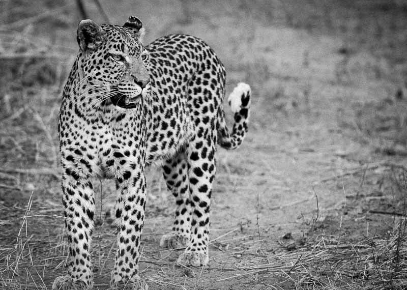 Sigma 120-300mm F2.8 EX DG HSM sample photo. Chobesavuti 2014_20141016_181025.jpg photography