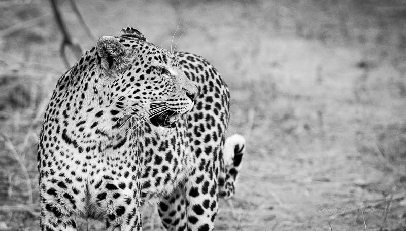 Sigma 120-300mm F2.8 EX DG HSM sample photo. Chobesavuti 2014_20141016_181029.jpg photography