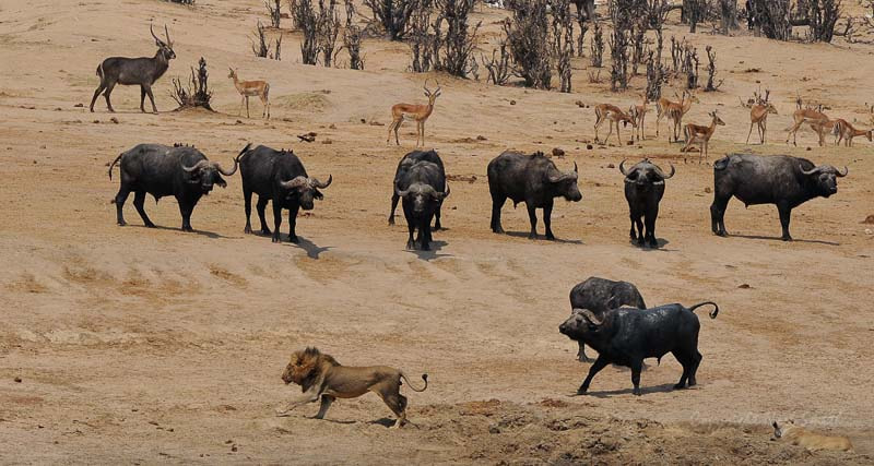 Sigma 120-300mm F2.8 EX DG HSM sample photo. Hwange 2015_20151012_105925.jpg photography