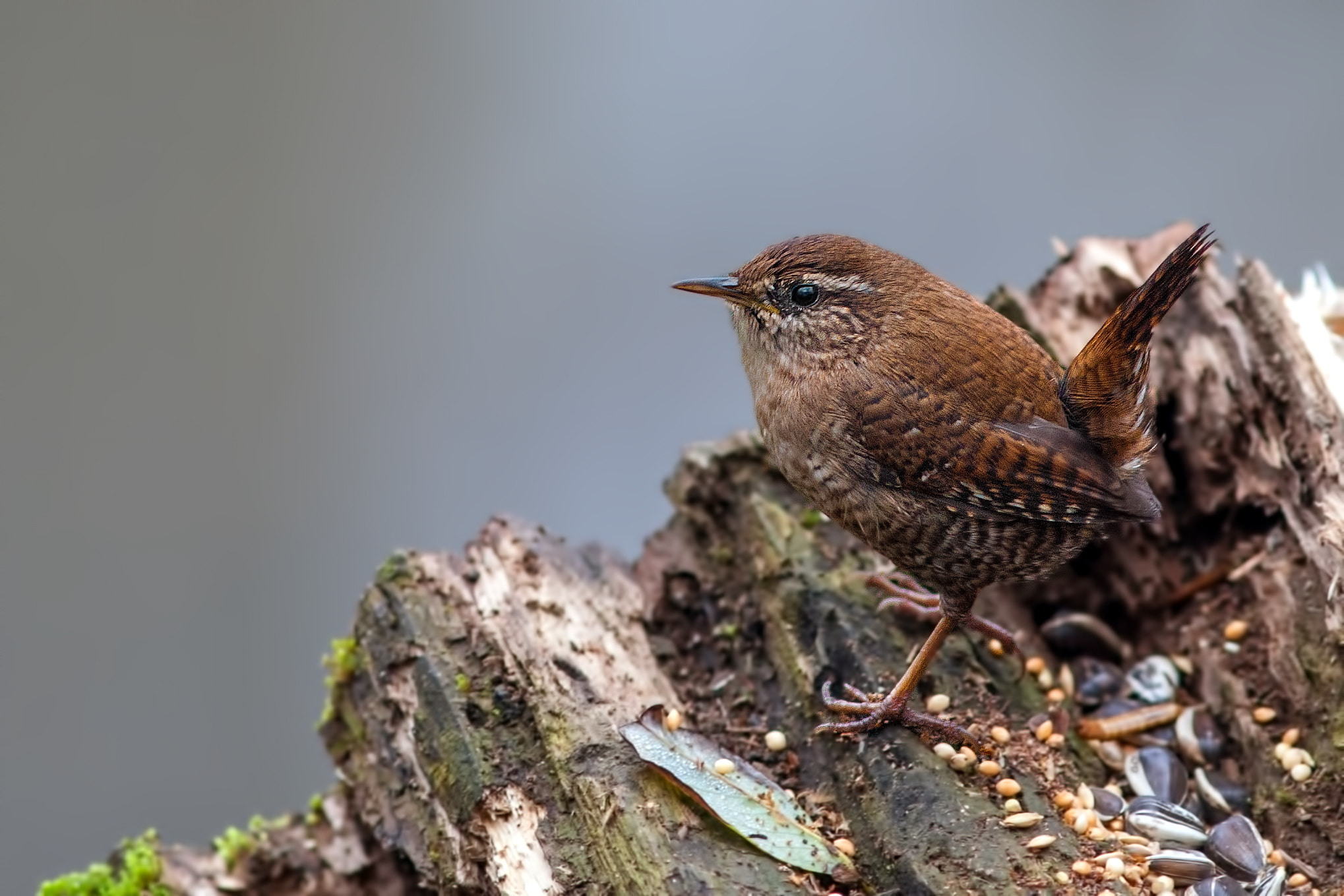 Canon EF 300mm F4L IS USM sample photo. Scricciolo photography