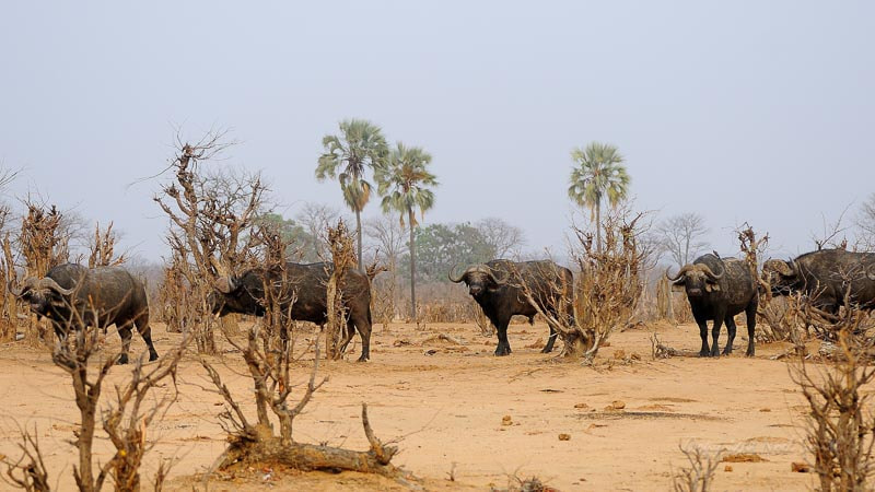 Sigma 120-300mm F2.8 EX DG HSM sample photo. Hwange 2015_20151015_075015.jpg photography