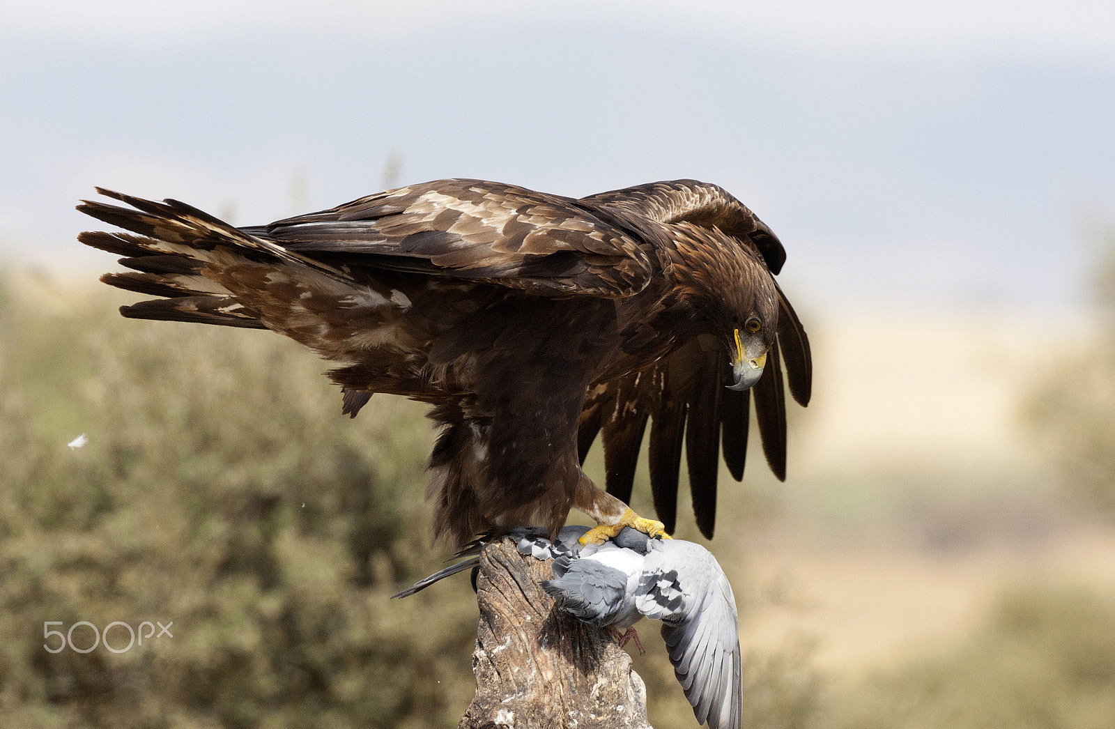 Canon EF 500mm F4L IS USM sample photo. (aquila chrysaetos) photography