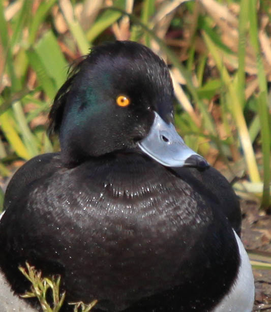 Sigma 50-500mm f/4-6.3 APO HSM EX sample photo. Toppand photography