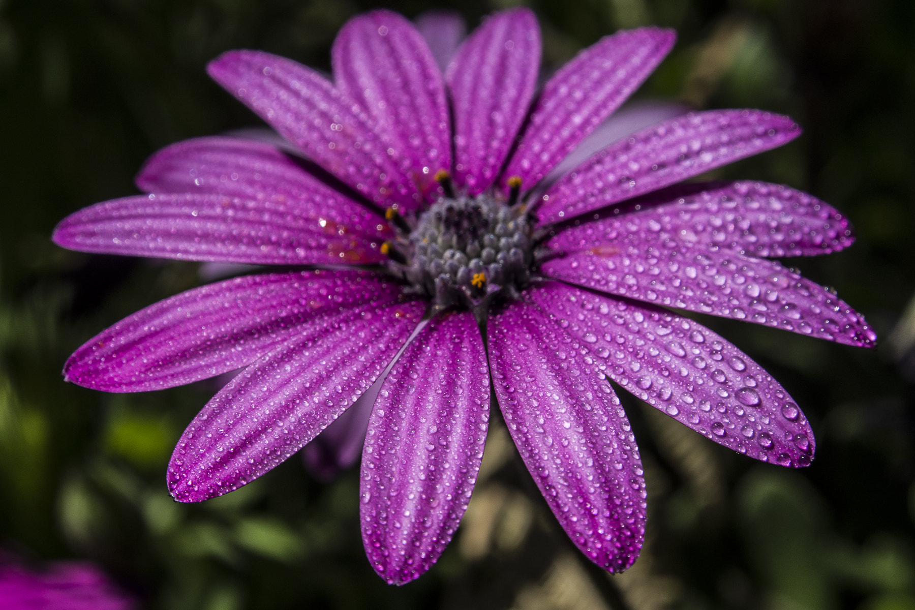 Olympus PEN E-PM2 + OLYMPUS M.12-50mm F3.5-6.3 sample photo. Pink daisy photography