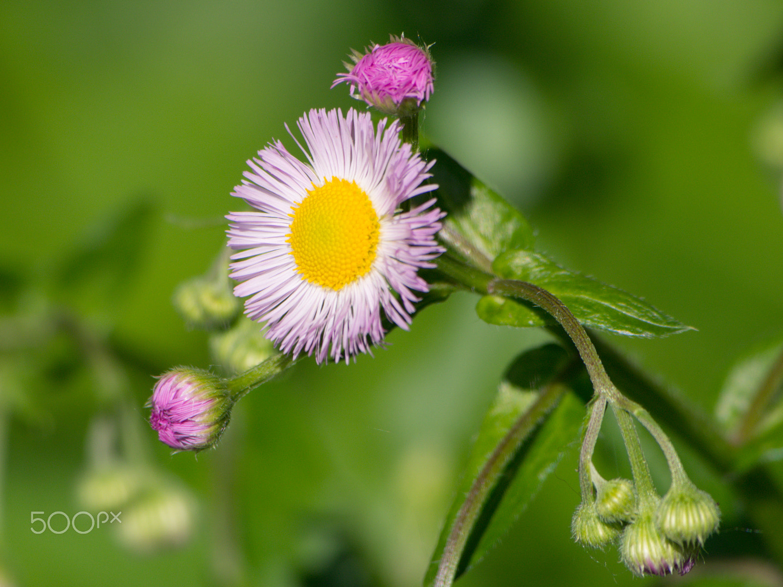 Olympus PEN E-PL5 sample photo. Wild aster flower photography