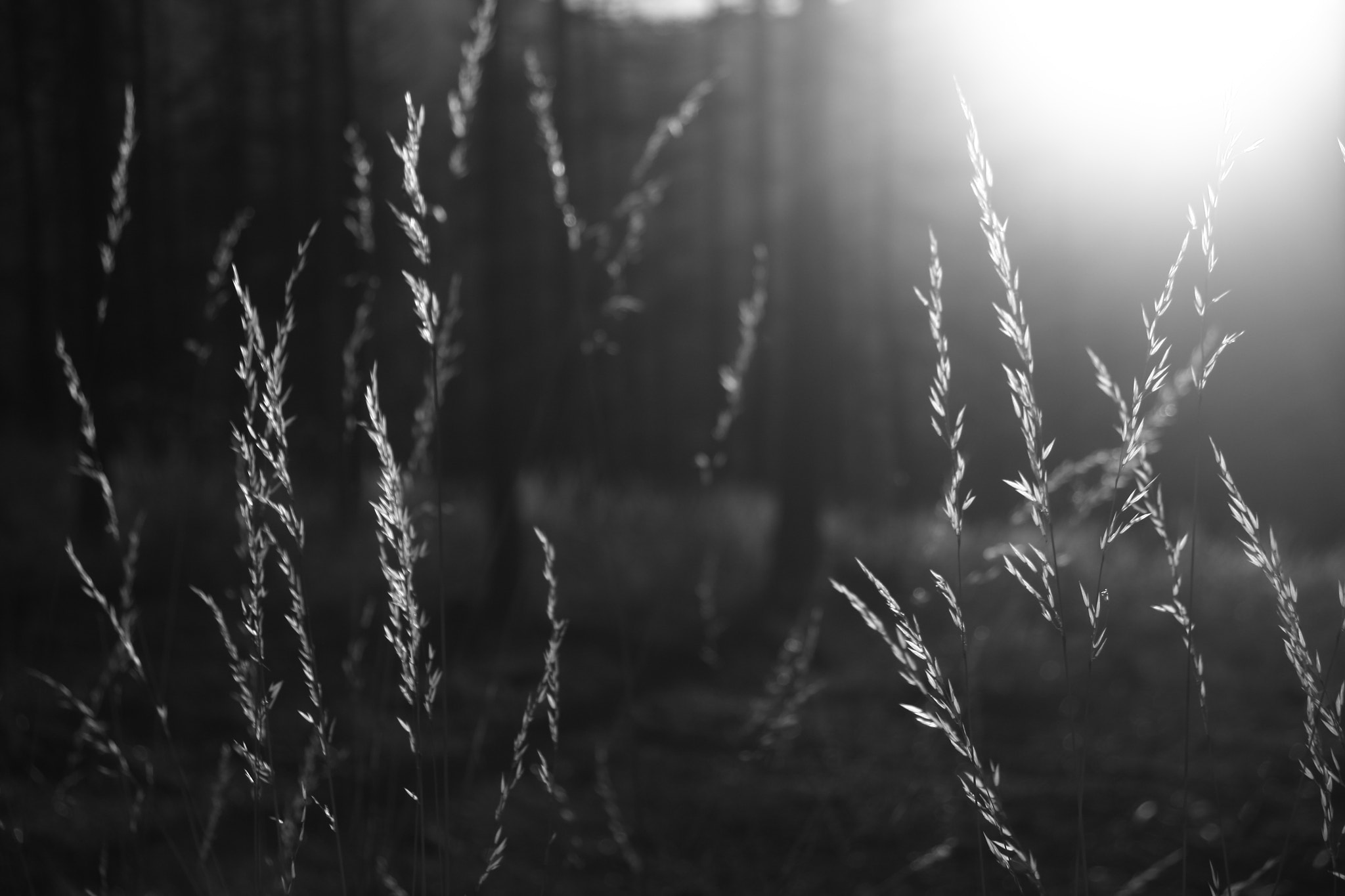 Sigma 18-50mm f/3.5-5.6 DC sample photo. Wheat photography