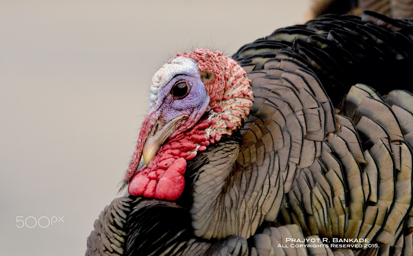 Nikon D7000 + Nikon AF-S Nikkor 500mm F4G ED VR sample photo. Happy thanksgiving!!! photography