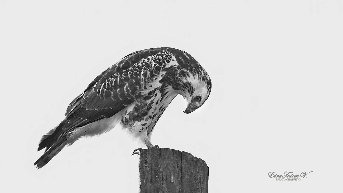 Nikon AF-S Nikkor 600mm F4D ED-IF II sample photo. Common buzzard / Şahin ... photography