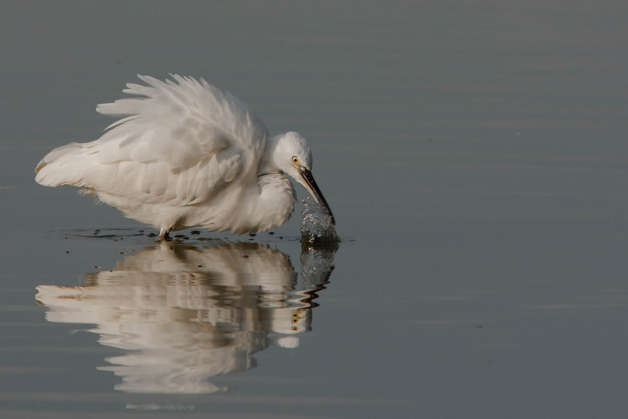 Canon EF 300mm F4L IS USM sample photo. Ceretta garzetta photography