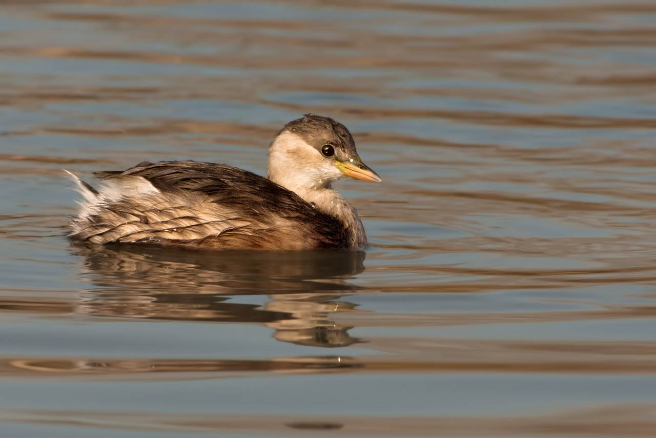 Canon EF 300mm F4L IS USM sample photo. Little grebe photography