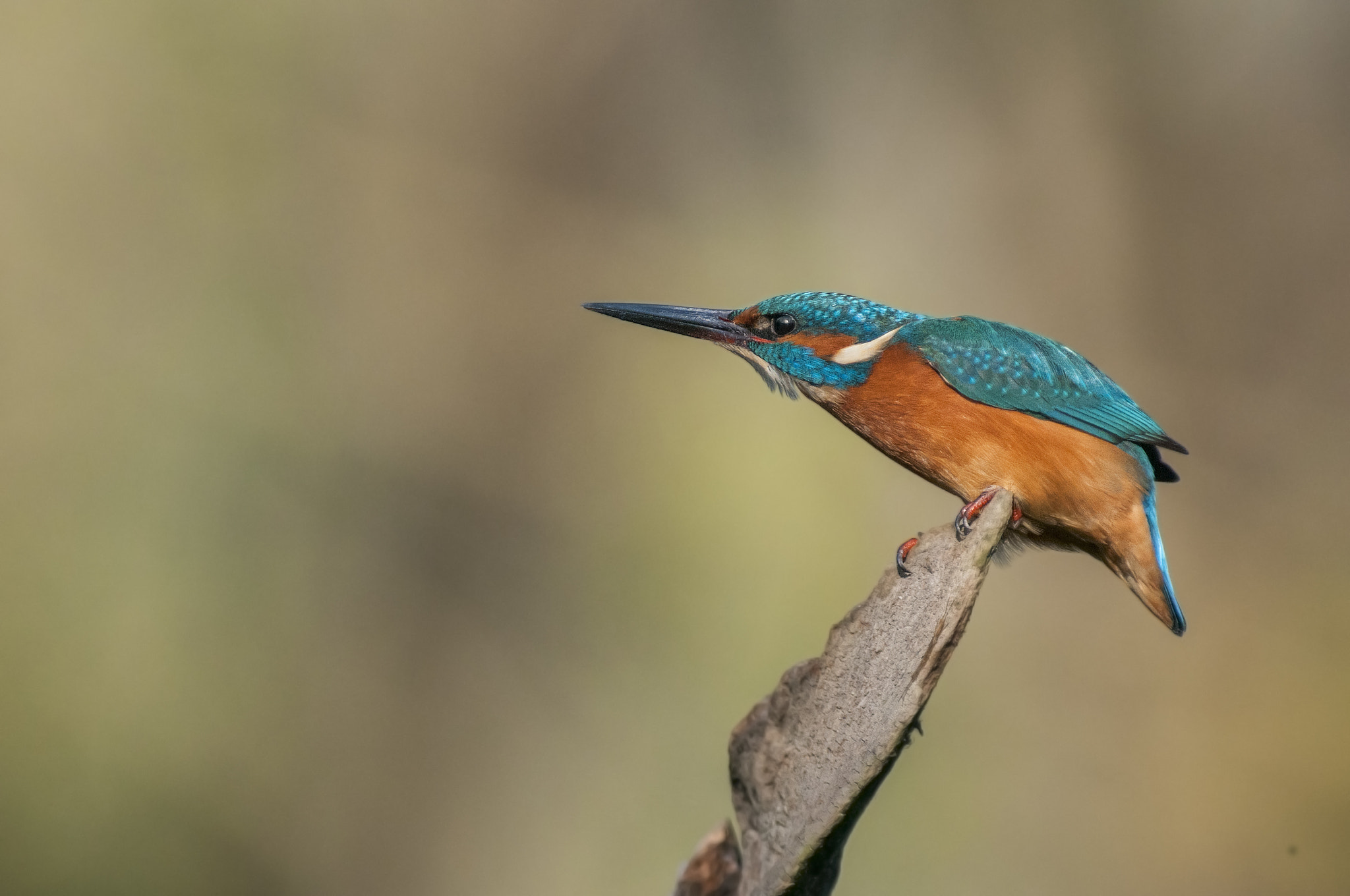 Nikon AF-S Nikkor 300mm F2.8G ED VR II sample photo. Kingfisher photography