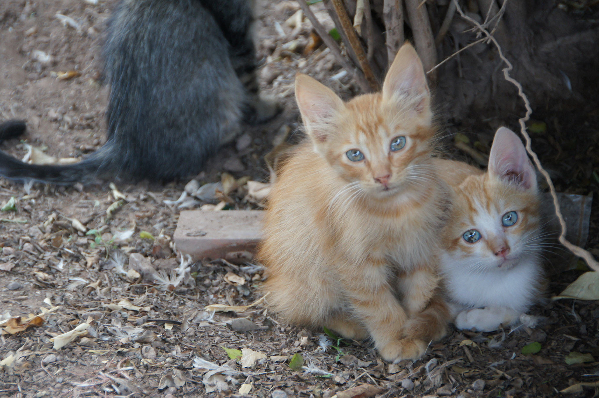 Sony SLT-A55 (SLT-A55V) + Tamron AF 28-105mm F4-5.6 [IF] sample photo. Blue eyed cats photography