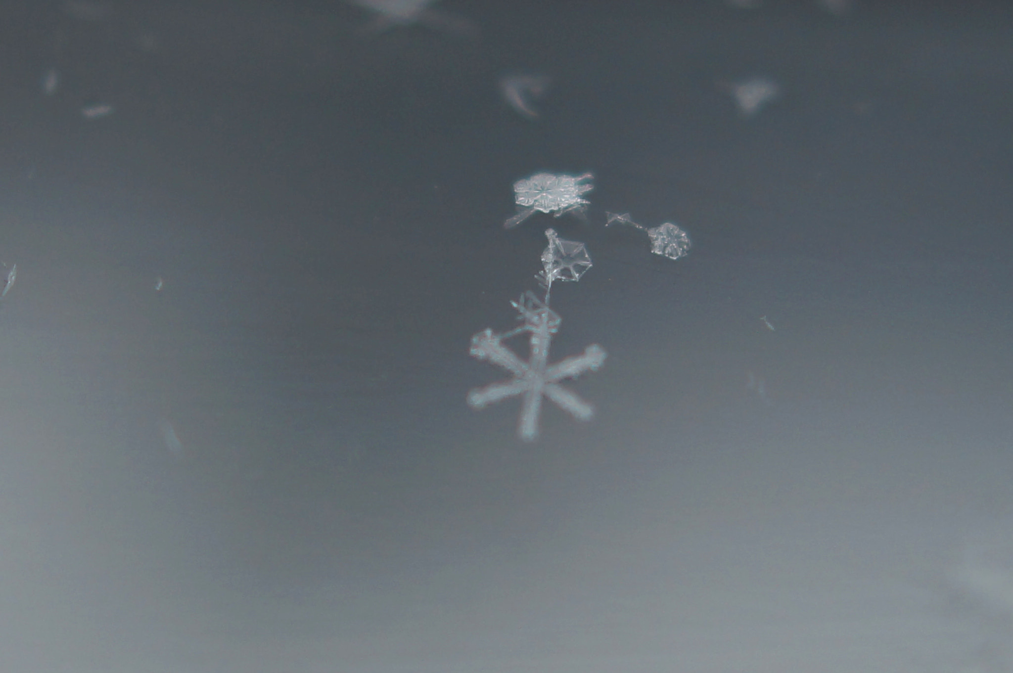 Sony SLT-A37 + Sony DT 30mm F2.8 Macro SAM sample photo. Snowflakes 4 photography