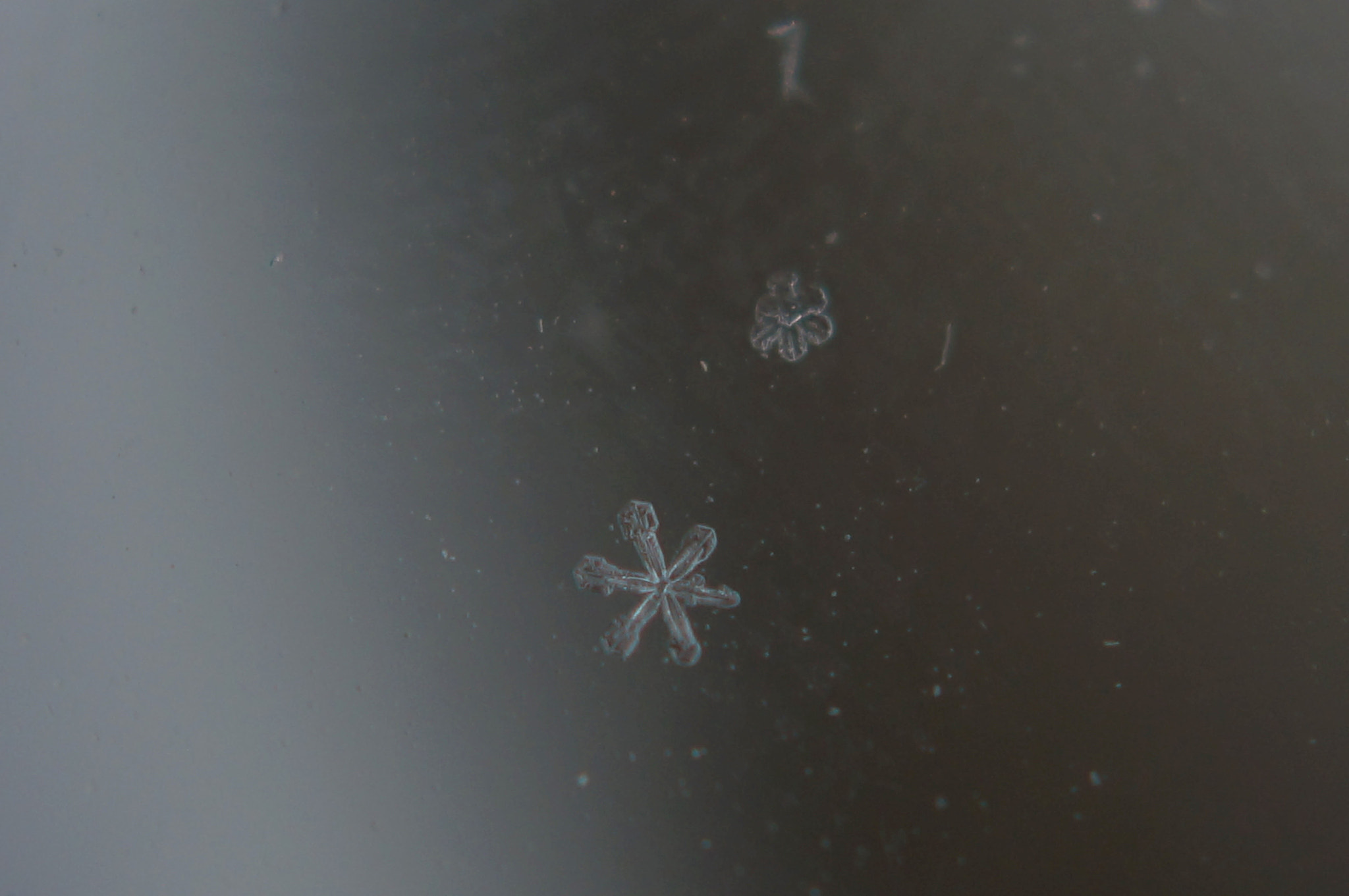 Sony SLT-A37 + Sony DT 30mm F2.8 Macro SAM sample photo. Snowflakes 5 photography