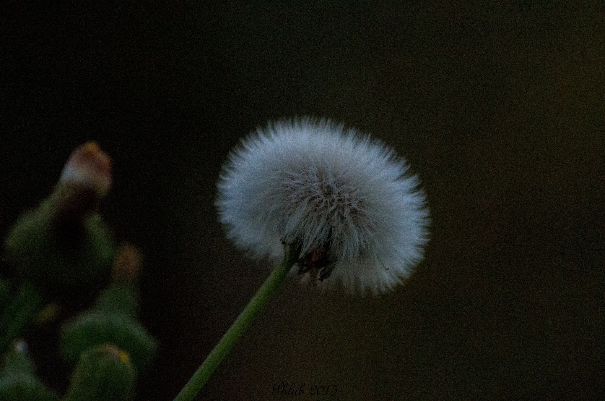 Tamron AF 70-300mm F4-5.6 Di LD Macro sample photo. Nov photography